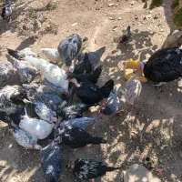 مرغ و خروس محلی