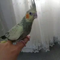 جوجه عروس هلندی