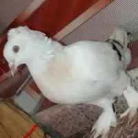 یک عدد کبوتر به فروش می رسد