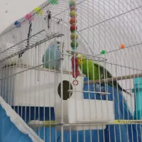 مرغ عشق|پرنده|قرچک, میرزائی جنوبی|دیوار