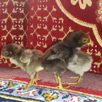 جوجه لاری|حیوانات مزرعه|قیدار, |دیوار