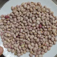 لوبیا|عمده‌فروشی|اراک, |دیوار