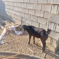 بز نجدی|حیوانات مزرعه|بندر ماهشهر, |دیوار