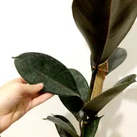 فیکوس|گل و گیاه طبیعی|مشهد, شهید قربانی|دیوار