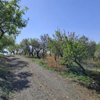 باغ بادام مامائی|فروش دفتر صنعتی، کشاورزی، تجاری|زاینده رود, |دیوار