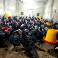 بوقلمون نر کشتاری و ماده جهت تخمگذاری|حیوانات مزرعه|قم, زینبیه|دیوار