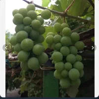 ابغوره تازه خانکی
