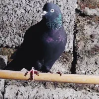 کفتر  یا کبوتر درجه یک آس تضمینی