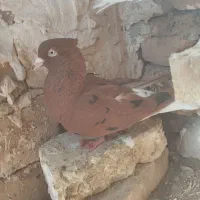 کبوتردمسفید ماده|پرنده|اسفراین, |دیوار