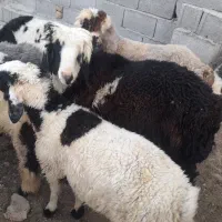 بره چاق|حیوانات مزرعه|مرودشت, شهرک مهدیه|دیوار