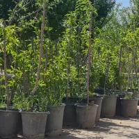 نهال دو تا پنج ساله  گلدانی