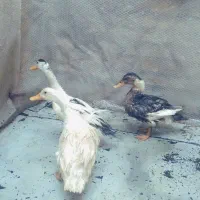 اردک
