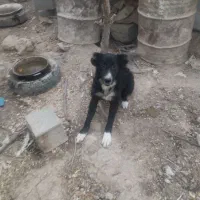 سگ خبر کن جوان|سگ|خمینی‌شهر, |دیوار