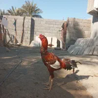 سلام یک عدد خروس درجه یک برای فروش|حیوانات مزرعه|میناب, |دیوار