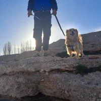 سگ نژادپاکوتا|سگ|اراک, |دیوار