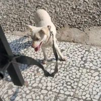 سگ پاکوتا معاوضه|سگ|قائم‌شهر, |دیوار