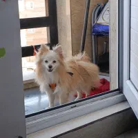 پامرانین روباهیی|سگ|سقز, |دیوار