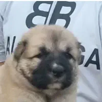 فروش سگ فروش توله سگ ضمانت کتبی|سگ|فردیس, قریشی|دیوار