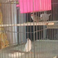 فروش مرغ عشق وفنچ|پرنده|جوانرود, |دیوار