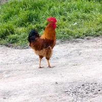 خروس مرغ