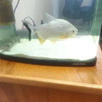 انواع ماهی آکواریوم گوشت خوار فقط۱۸۰