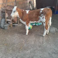 گاو گوساله دار|حیوانات مزرعه|آق قلا, |دیوار