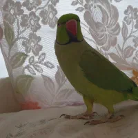 طوطی ملنگو
