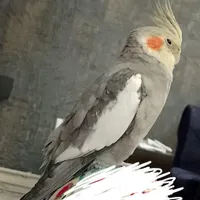 عروس هلندی گمشده