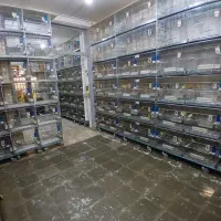 پرورش و صادرات قناری پرستار سوپر گلاستر فر جیبوسو