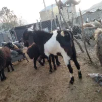 نر بز نجدی|حیوانات مزرعه|الشتر, |دیوار