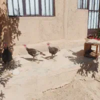 بوقلمون نر جوجه ۶ ماهه