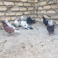 کبوتر پرشی(تهرانی)