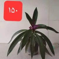 فروش گل طبیعی|گل و گیاه طبیعی|دورود, |دیوار