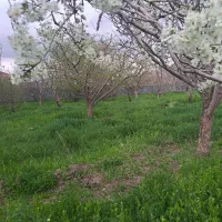 باغ-3500متری-عارفی