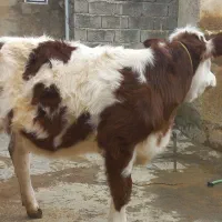 گوساله ماده سیمینتال|حیوانات مزرعه|دیواندره, |دیوار