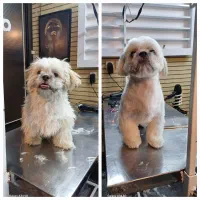 کوتاهی اصلاح و پیرایش حیوانات خانگی(سگ و گربه)|خدمات پیشه و مهارت|مشهد, آبکوه|دیوار