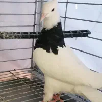 کفتر طوقی جوجه