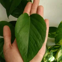 گل پتوس|گل و گیاه طبیعی|کوهدشت, |دیوار