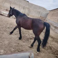 اسب درشت