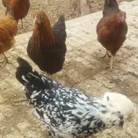 فروش یا معاوضه مرغ سلطان