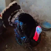 بوقلمون نر و سه عدد ماده