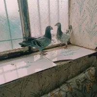 دو عدد کبوتر