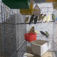 فنج گلدین همه بالغ