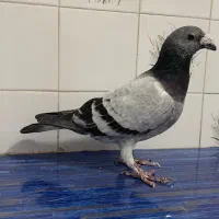 سلام. شامی و سوسکی سبز موقعیت کاشمر|پرنده|کاشمر, |دیوار