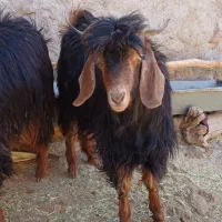 بزغاله نر  سفت چاق