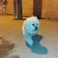 گمشده|حیوانات|یزد, |دیوار