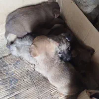 توله پاکوتاه