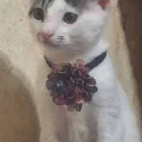 واگذاری گربه ماده ۵ماهه