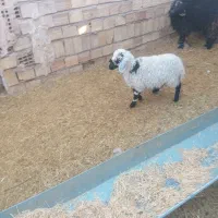 بره وکره|حیوانات مزرعه|چترود, |دیوار