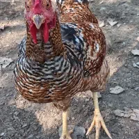 جوجه خروس لاری و محلی|حیوانات مزرعه|قائمشهر, |دیوار